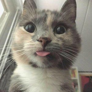 Meet your Posher, Fizz